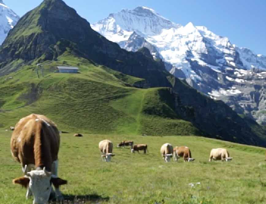 Kühe in den Alpen