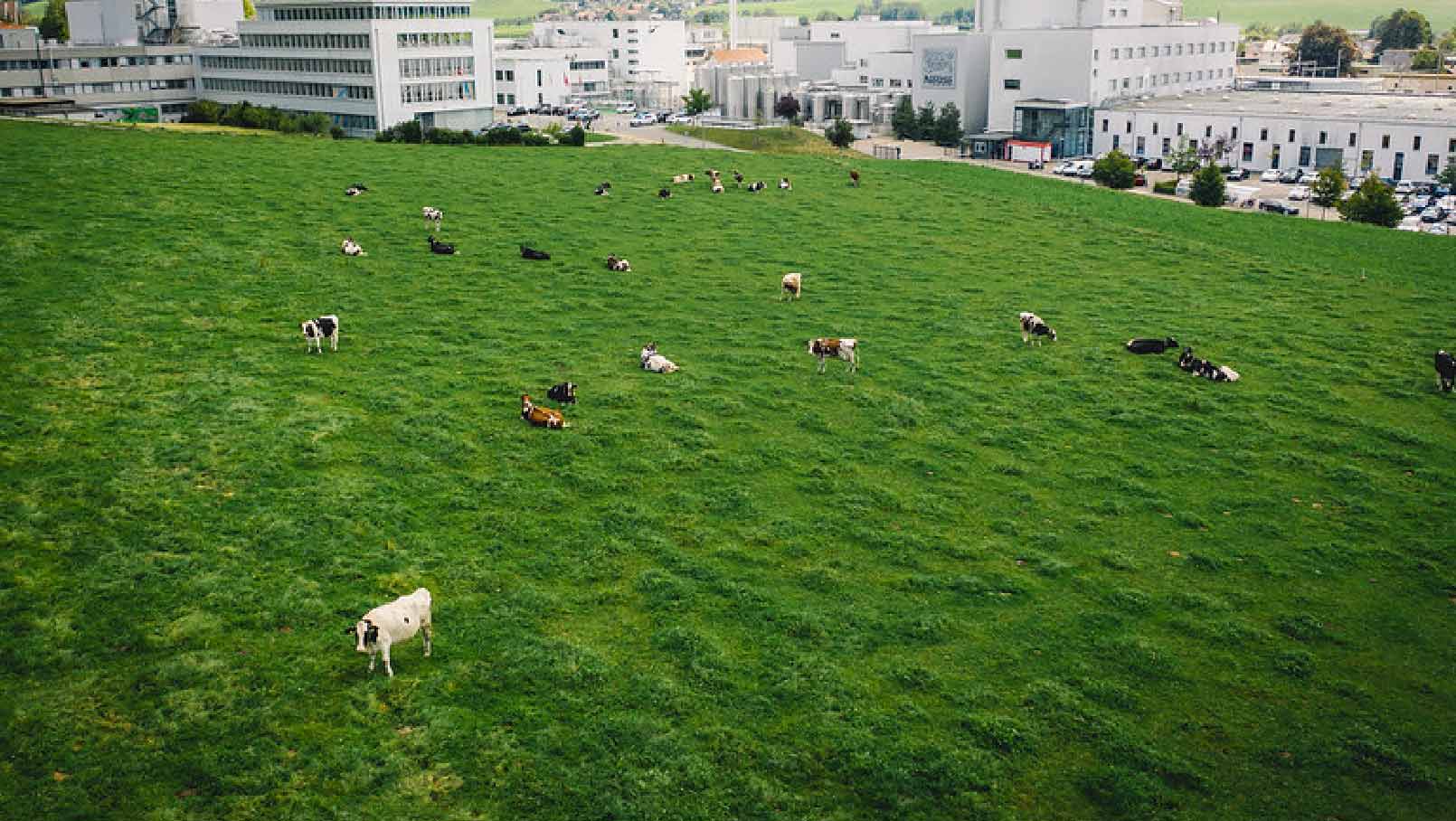 Kühe grasen
