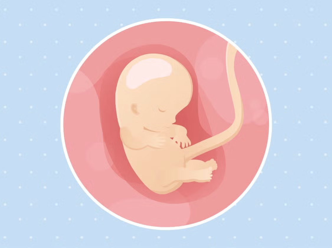 Un bébé dans le ventre de sa mère sur un fond bleu, symbolisant le développement de la vie