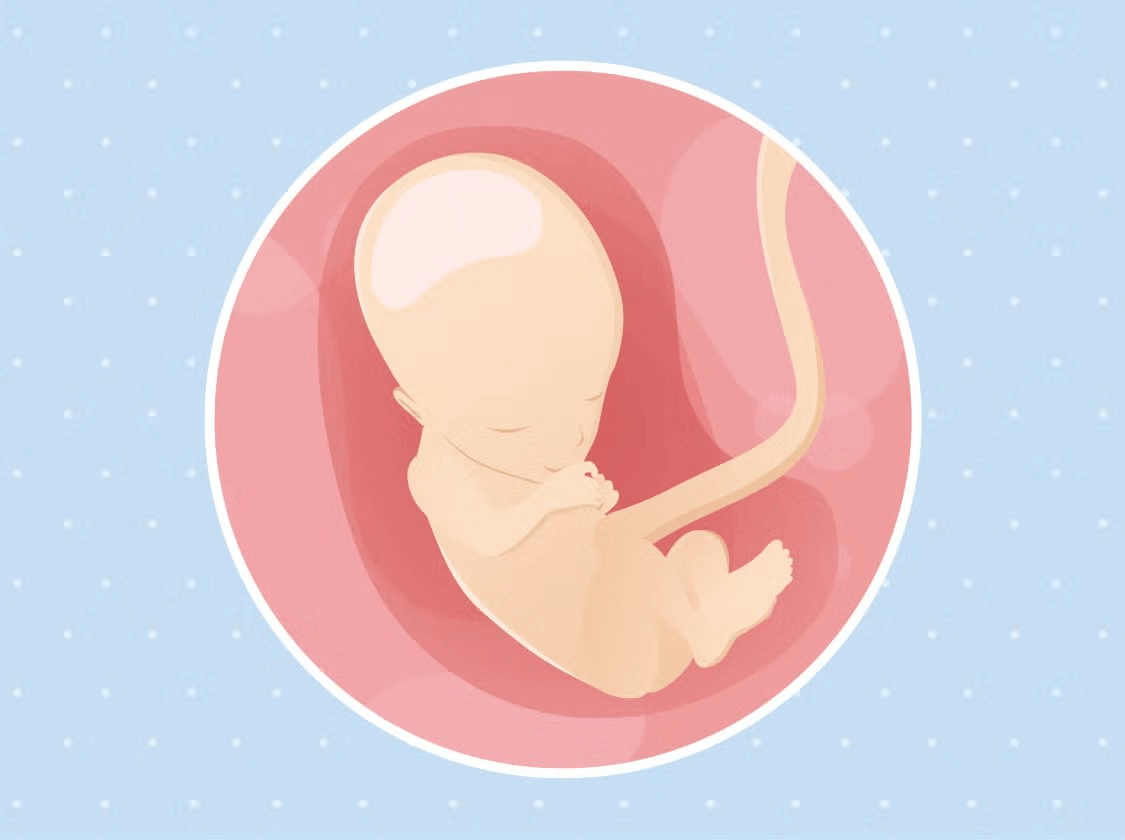 Un bébé dans le ventre de sa mère sur un fond bleu, symbolisant le développement de la vie