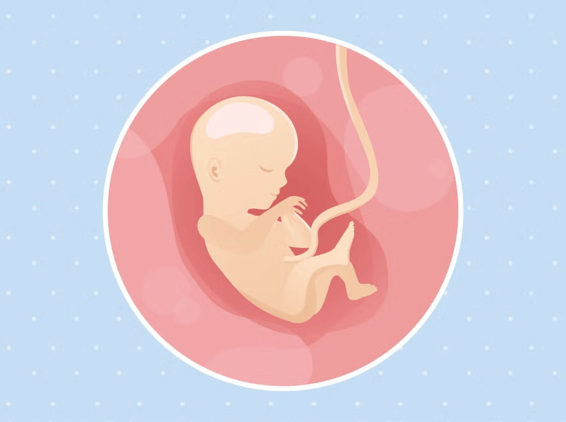 Un bébé dans le ventre de sa mère sur un fond bleu, symbolisant le développement de la vie