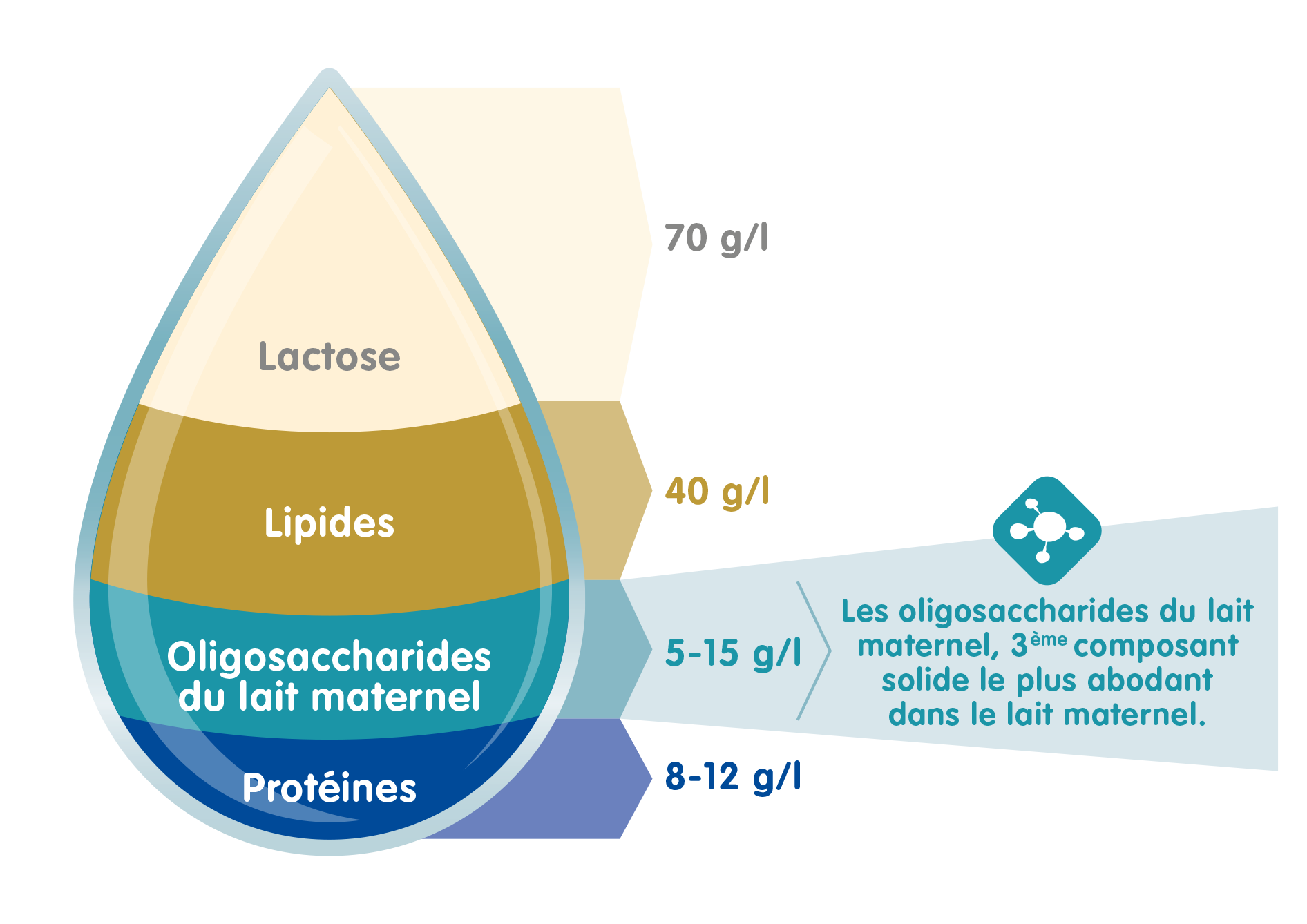 Que sont les oligosaccharides du lait maternel ?