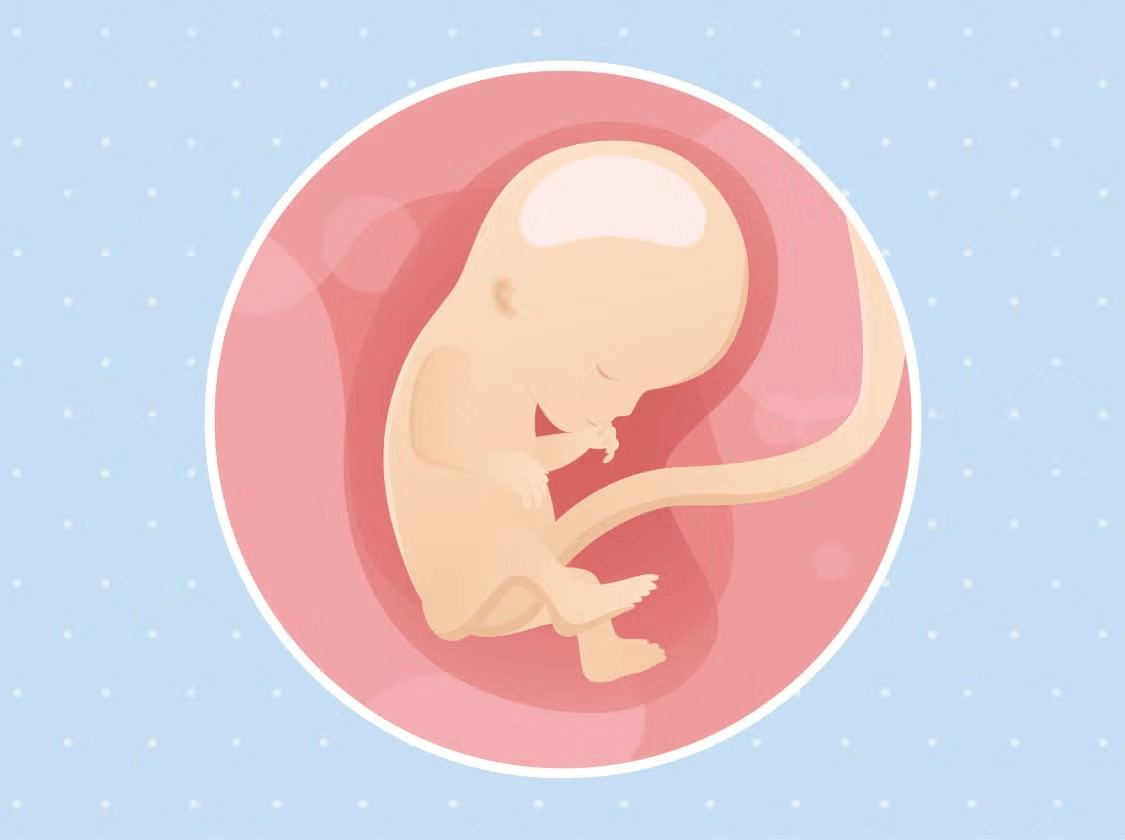Un bébé dans le ventre de sa mère sur un fond bleu, symbolisant le développement de la vie