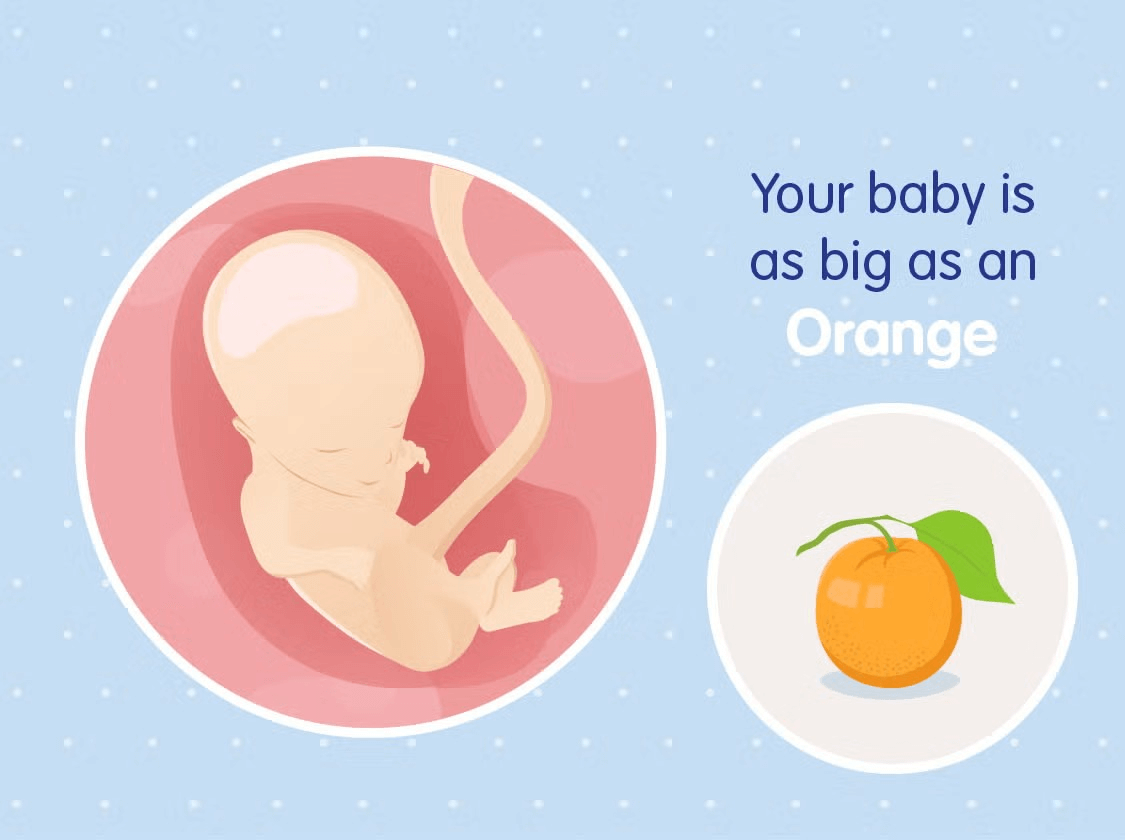 Un bébé dans le ventre de sa mère sur un fond bleu, symbolisant le développement de la vie