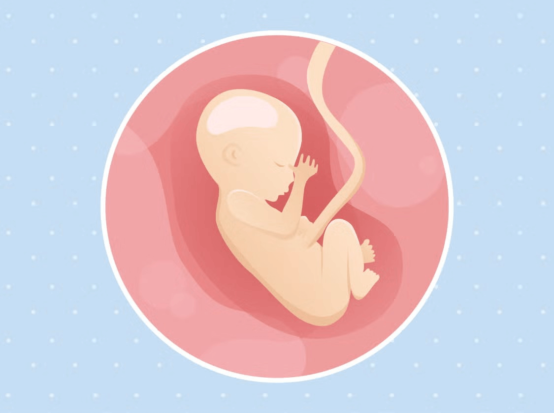 Un bébé dans le ventre de sa mère sur un fond bleu, symbolisant le développement de la vie