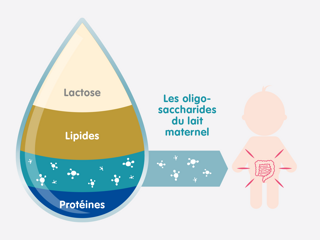 Les oligosaccharides du lait maternel (HMO)