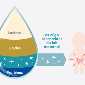 Les oligosaccharides du lait maternel (HMO) Les oligosaccharides du lait maternel (HMO)