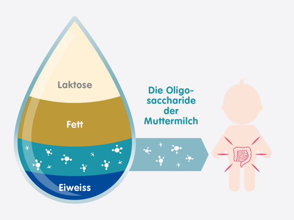 Die Oligosaccharide der Muttermilch (HMO)
