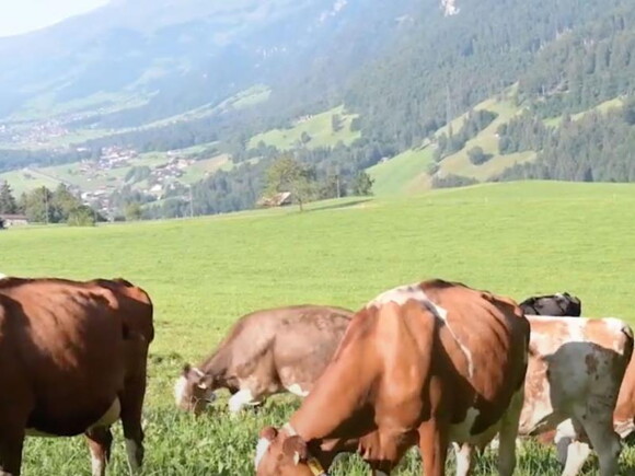 Entdecken Sie die Kühe unserer Partnerlandwirte