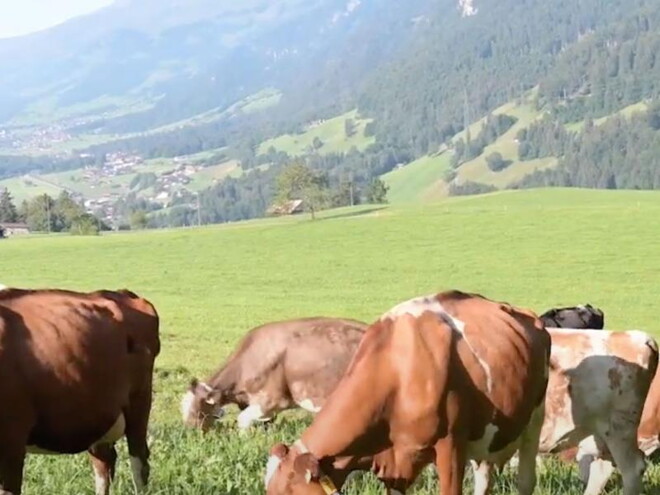 Entdecken Sie die Kühe unserer Partnerlandwirte