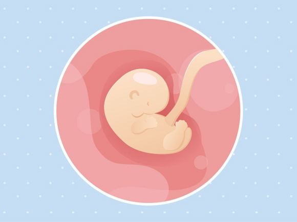 Babys Entwicklung Babys Entwicklung