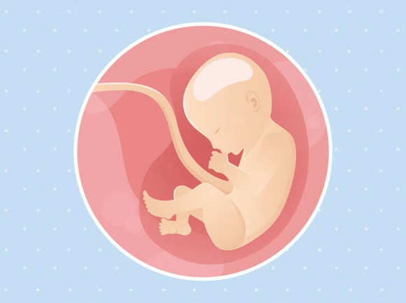 Babys Entwicklung