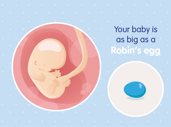 Babys Entwicklung