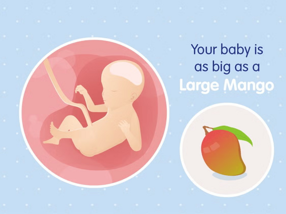 Babys Entwicklung Babys Entwicklung