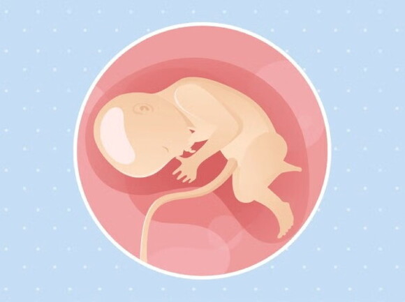 Un bébé dans le ventre de sa mère sur un fond bleu, symbolisant le développement de la vie