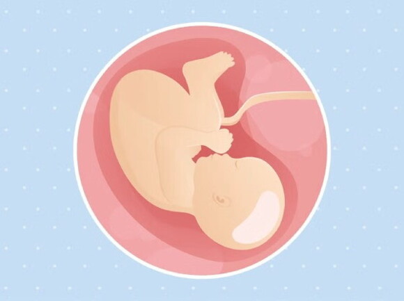 Un bébé dans le ventre de sa mère sur un fond bleu, symbolisant le développement de la vie