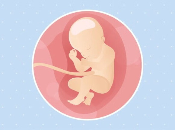 Ein Baby im Mutterleib vor einem blauen Hintergrund, das die Entwicklung und das Leben im Bauch symbolisiert Ein Baby im Mutterleib vor einem blauen Hintergrund, das die Entwicklung und das Leben im Bauch symbolisiert