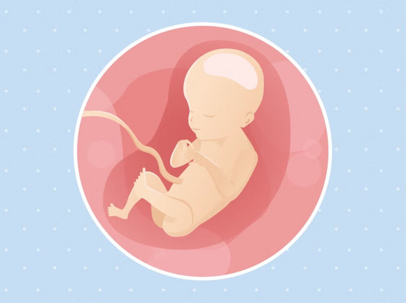 Babys Entwicklung