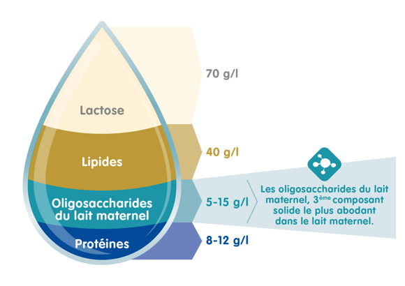 Que sont les oligosaccharides du lait maternel ?
