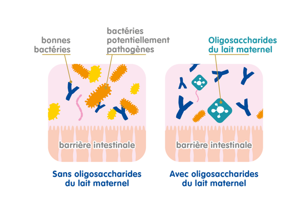 Les caractéristiques des oligosaccharides du lait maternel