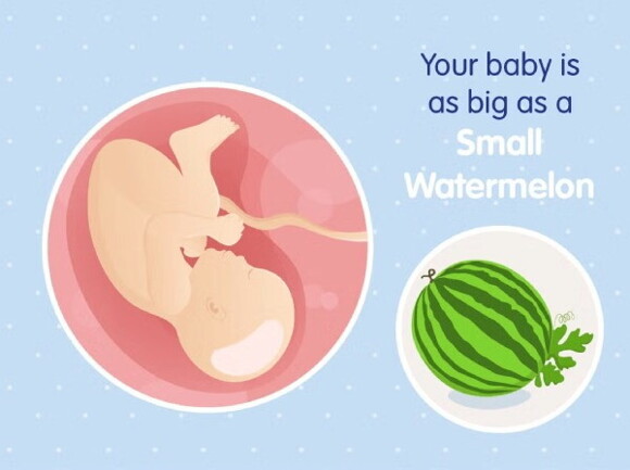 Ein Baby, das in der Größe einer kleinen Wassermelone dargestellt wird, vermittelt ein Gefühl von Niedlichkeit und Unschuld