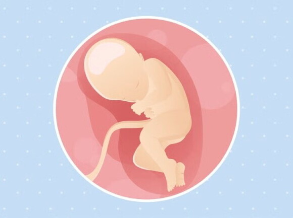 Ein Baby im Mutterleib vor einem blauen Hintergrund, das die Entwicklung des Lebens symbolisiert Ein Baby im Mutterleib vor einem blauen Hintergrund, das die Entwicklung des Lebens symbolisiert