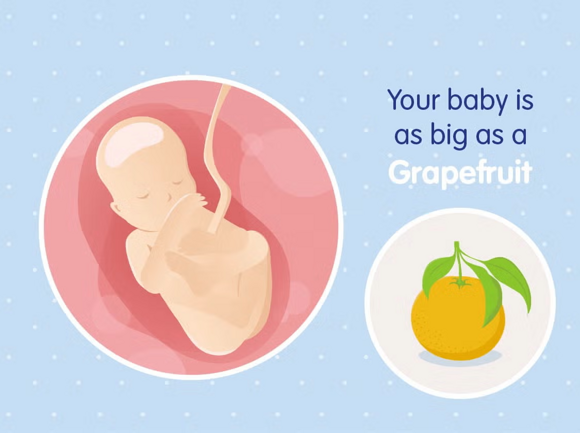 Babys Entwicklung