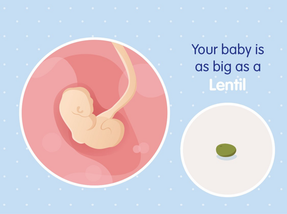 Babys Entwicklung Babys Entwicklung