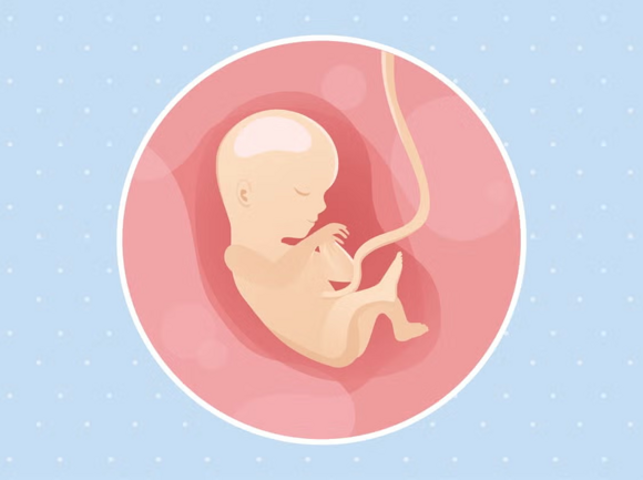 Babys Entwicklung