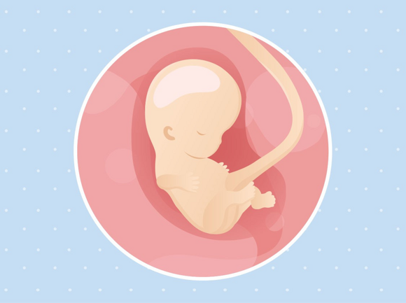 Babys Entwicklung Babys Entwicklung