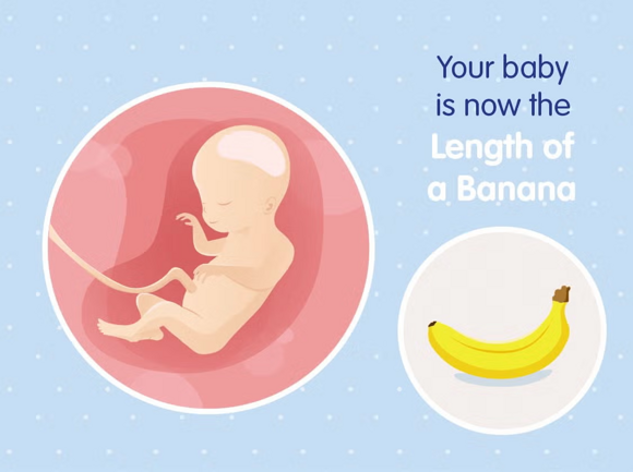 Babys Entwicklung Babys Entwicklung